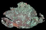 Natural, Native Copper with Cuprite - Carissa Pit, Nevada #168895-1